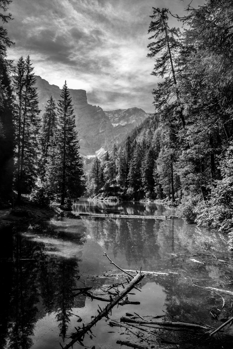 trees, swamp, conifer, water, outdoors, abies, day, grayscale, fir, tranquil scene, body, scenics - nature, coniferous tree, forest, wood, cloud - sky