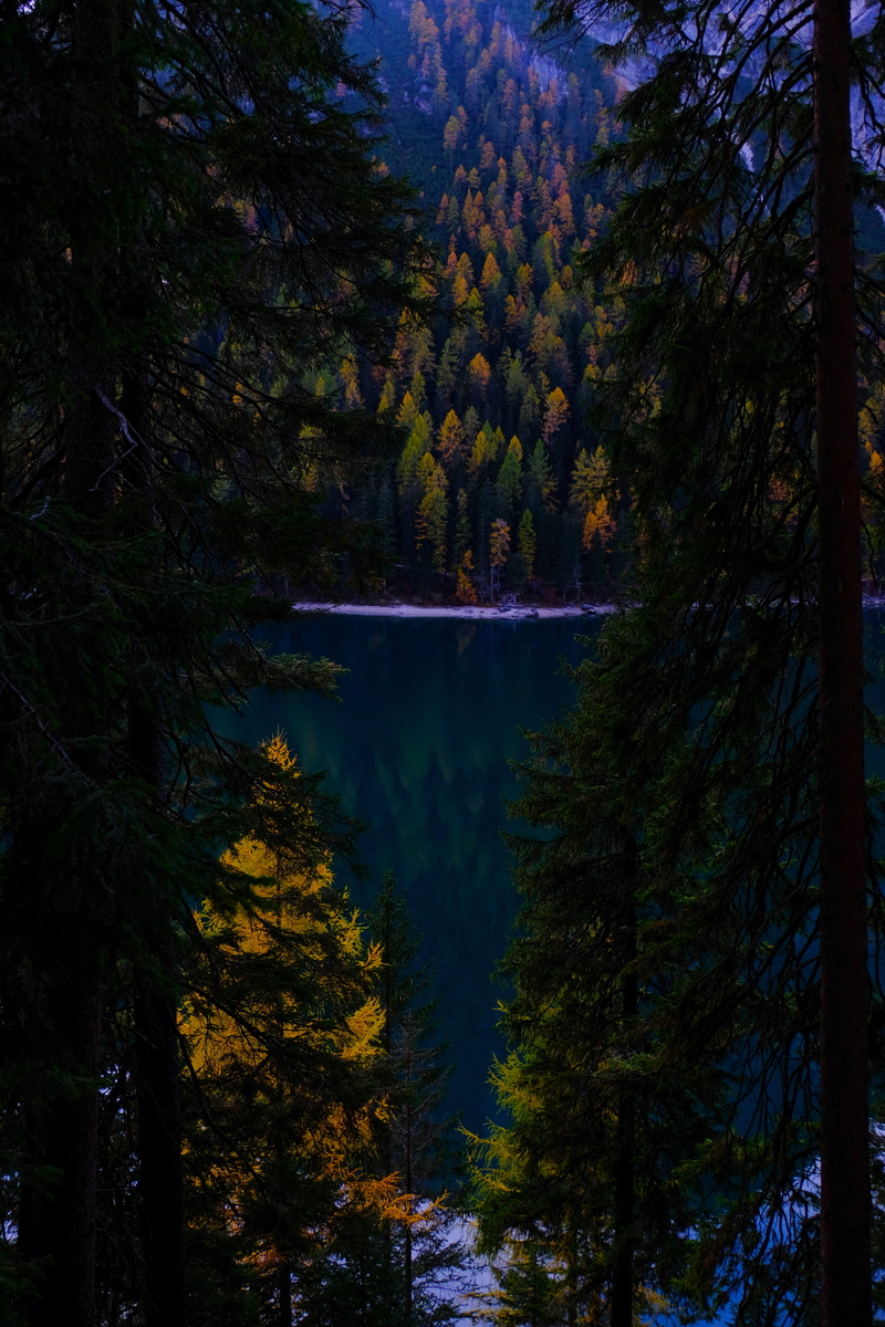 water, change, larch, italy, scenery, reflection, spruce, trees, pine tree, lago di braies, coniferous tree, beauty in nature, 5K, conifer, tree, scenics - nature