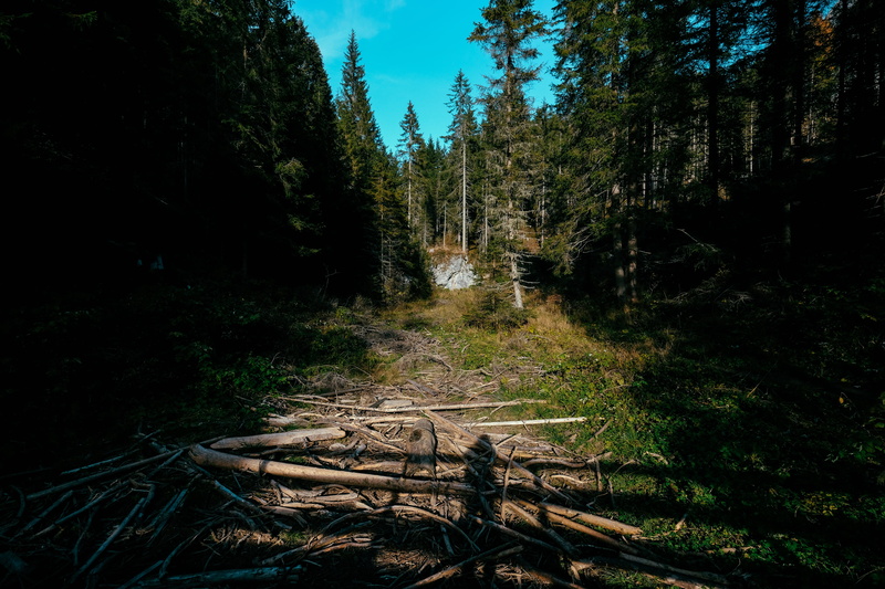 environment, forest, scenics - nature, day, lago di braies, sky, tranquil scene, land, beauty in nature, direction, wood - material, remote, non-urban scene