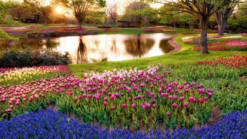 flowerbed, hd image of nature for pc 1920x1080, no people, flowering plant, growth, ornamental garden, formal garden, flower, purple, plant, pink color