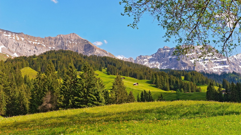 tranquility, pine woodland, non-urban scene, beauty in nature, mountain range, sky, snowcapped mountain, pine tree, scenics - nature, field, plant, landscape