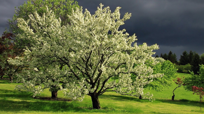 springtime, hd image of nature for pc 1920x1080, 1080P, tranquility, nature, no people, outdoors, beauty in nature, landscape, blossom, land, grass, tree
