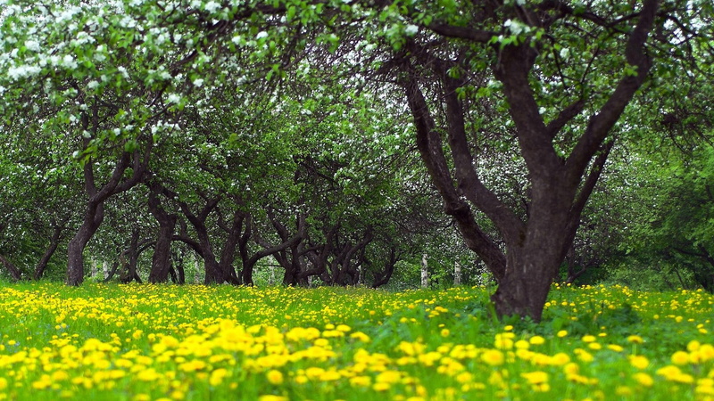 nature, tree, tranquility, flower, freshness, outdoors, hd image of nature for pc 1920x1080, springtime, landscape, no people, trunk, beauty in nature