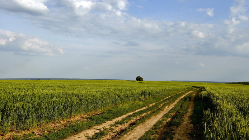outdoors, beauty in nature, trail, tranquil scene, cloud - sky, landscape, agriculture, 1080P, crop, sky, grass, farm, environment, plant, tranquility