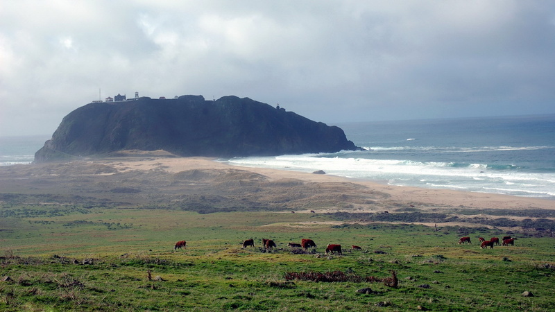 agriculture, animal themes, beauty in nature, domestic, landscape, beach, animal, livestock, nature, scenics - nature, outdoors, 1080P, sea, no people