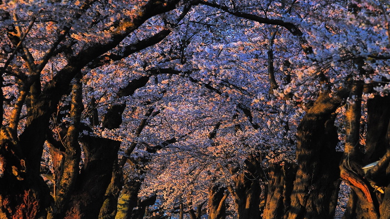 hd image of nature for pc 1920x1080, 1080P
