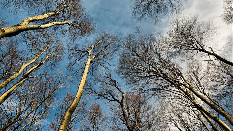 nature, low angle view, land, sky, cloud - sky, no people, day, scenics - nature, tree canopy, tree trunk, tree, woodland, branch, directly below, tranquil scene