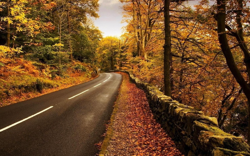 hojas, arboles, carretera, 1080P