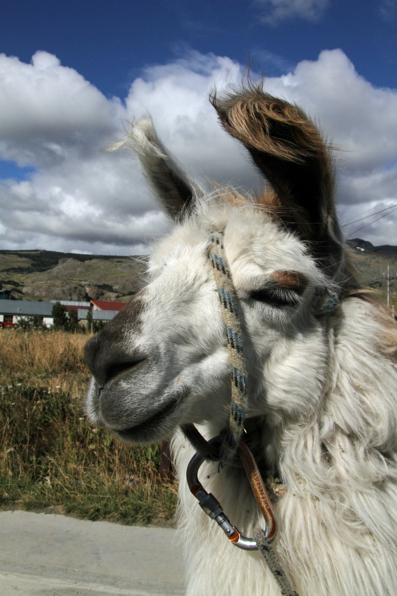 one animal, working animal, domestic animals, animal wildlife, chilean, llama, animal body part, animal themes, livestock, herbivorous, horse, bridle, land