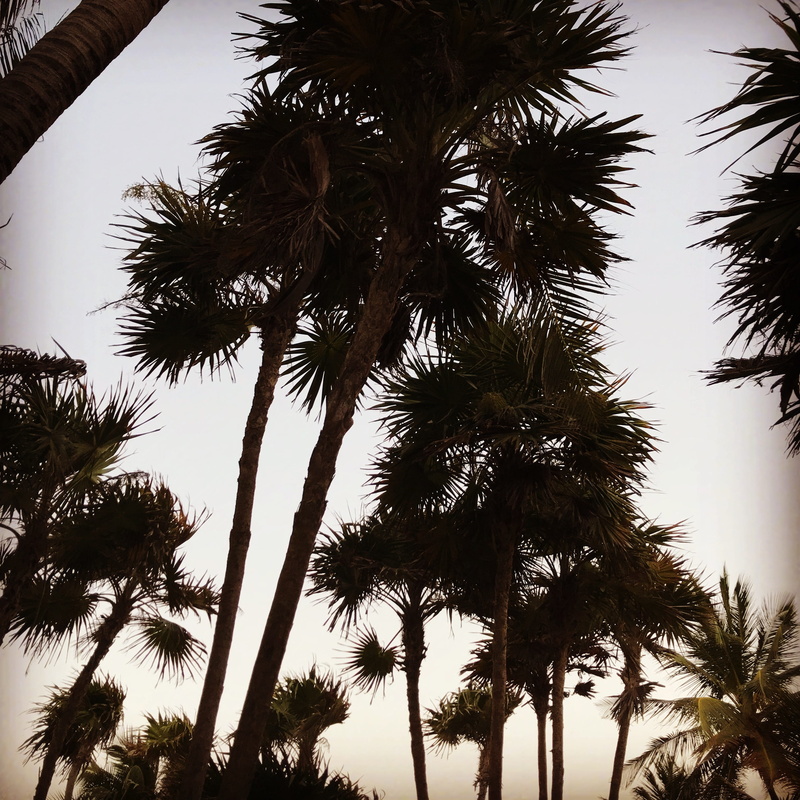 sky, no people, sunset, dusk, tropical tree, low angle view, tranquility, tulum, tree trunk, tropical climate, coconut palm tree, carretera tulum-boca paila 1427