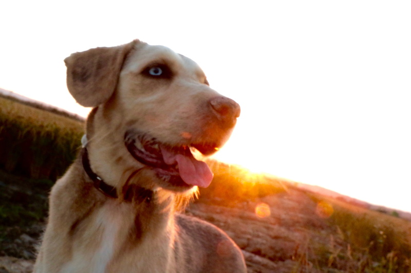 dog, looking away, carretera de mas pinell, animal body part, animal head, domestic animals, animal themes, no people, sky, nature, canine, clear sky, focus on foreground
