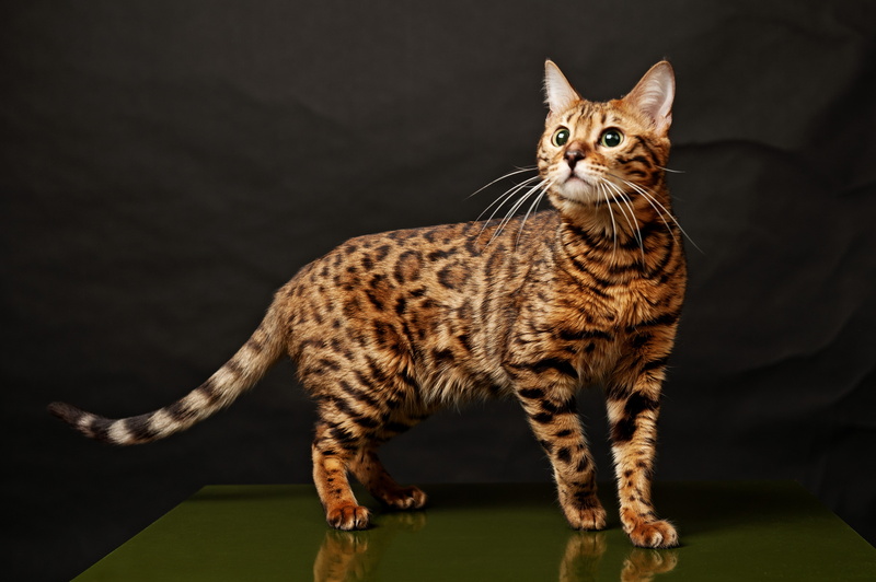 cat, rayas, carnivora, gato, tabby, no people, whisker, animal eye, pets, feline, mammal, domestic cat, portrait, animales, animal markings, domestic, looking at camera