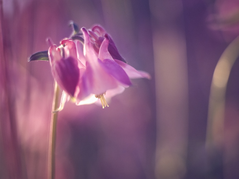 Kodak, close-up photography, color, medium format, photography, focus, image, up  - close, environment, violet, purple, film, 5K, evening, Analog, m645