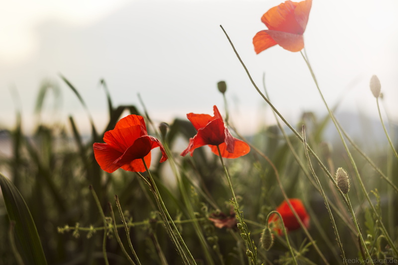 evening, three, germany, grass, rural Scene, mohn, yellow, II, meadow, outdoors, poppy, summer, photography, bayern, franken, orange, bavaria, sunlight