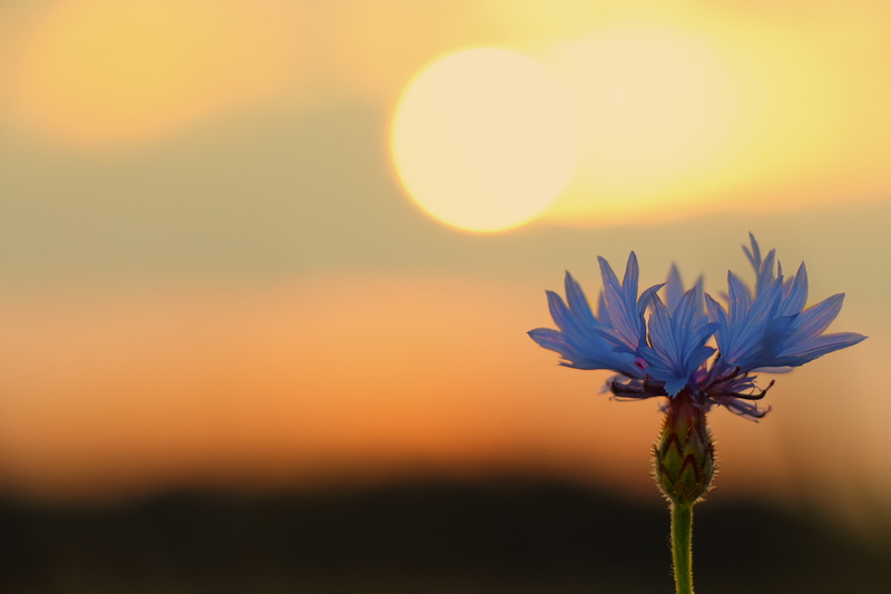 sunset, Blumen, beauty In Nature, close-up, blue, purple, cornflower, am Abend, dawn, bloom, outdoors, flower, sunrise, summer, dusk, bluebottle, daytime