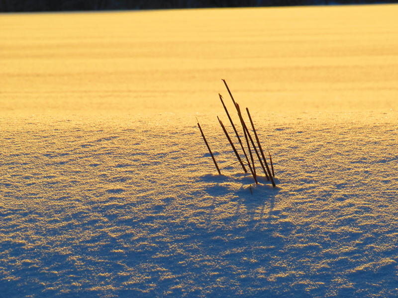 beauty in nature, snow, scenics - nature, abenddämmerung, nature, sky, kälte, outdoors, non-urban scene, dämmerung, winter, sunlight, tranquil scene, stöcke