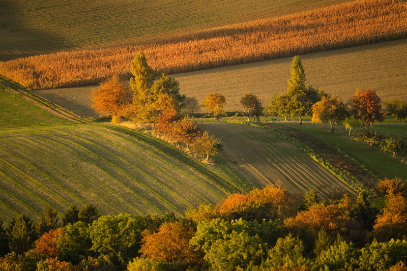 europe, land, agriculture, photography, beauty In Nature, gelb, non-Urban Scene, tree, bäume, warm, field  farm, summer, outdoors, abend, mood, landscape