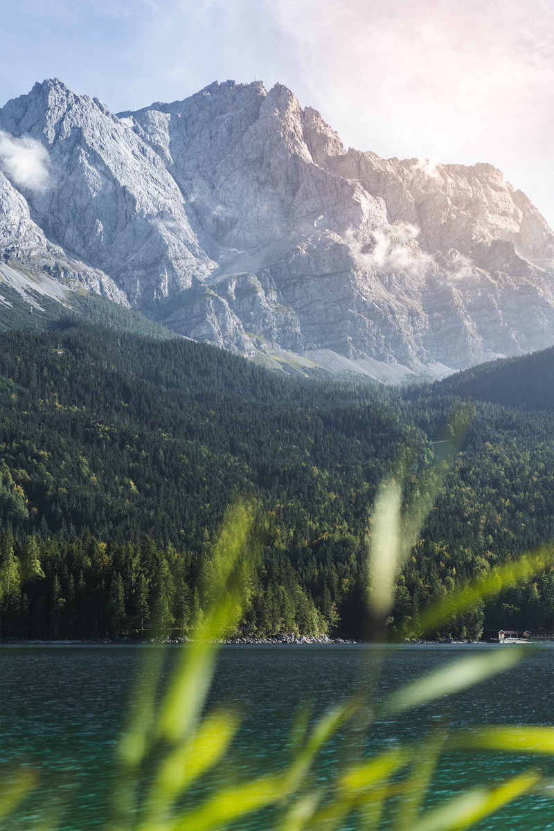 plant, view, sky, woodland, beauty in nature, mountain, outdoor, no people, field, landscape, scenics - nature, snowcapped mountain, wood, non-urban scene