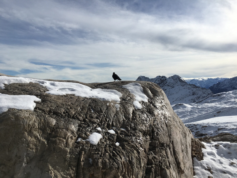 outdoors, snowcapped mountain, beauty in nature, raven, 4K, cold temperature, sky, animal, animal wildlife, scenics - nature, in the autumn, rock, no people