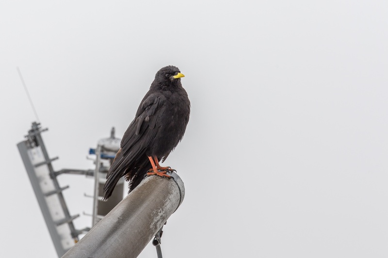 animal, full length, bird, vertebrate, animal wildlife, railing, fog, clear sky, perching, sky, alpine, outdoors, nature, low angle view, bergdohle, animals in the wild