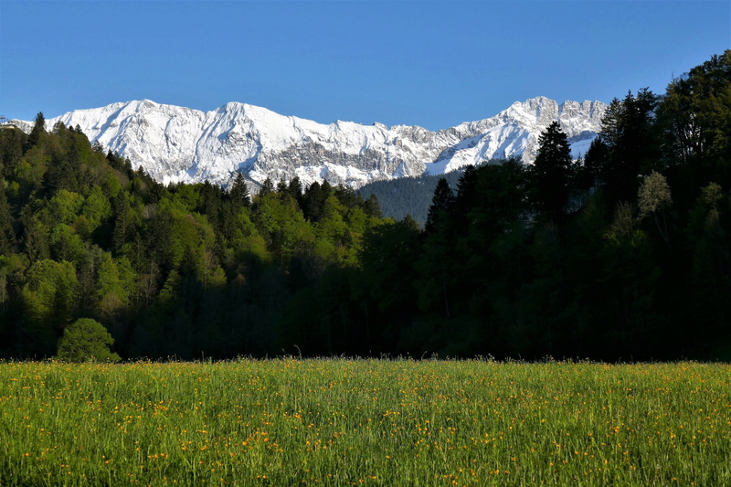 flowers, tranquil scene, mountain, reported, growth, sky, tree, landscape, scenics - nature, morgenstimmung, beauty in nature, panorama, 5K, forest, outdoors