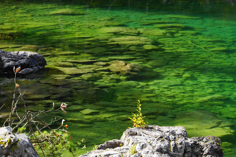 beauty in nature, plant, rock - object, 5K, outdoors, eibsee, bavaria, flowing water, solid, water running, scenics - nature, clear water, rest, day, green lake