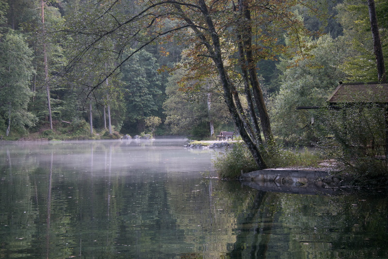 reflection, land, beauty in nature, growth, quiet, 5K, tranquility, tree, tranquil scene, non-urban scene, forest, scenics - nature, day, lake, water