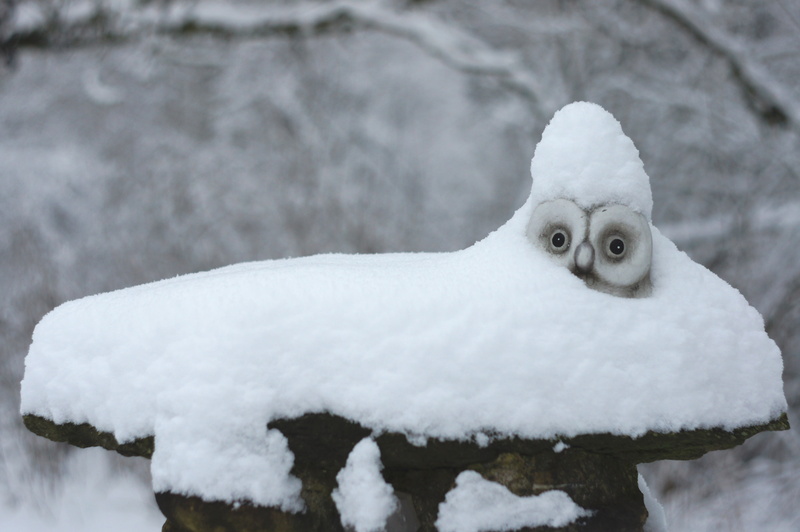 frozen, owl, forest, snowing, cold temperature, day, ice, snowy, focus on foreground, extreme weather, nature, one animal, daytime, winter, snowy owl, animals in the wild