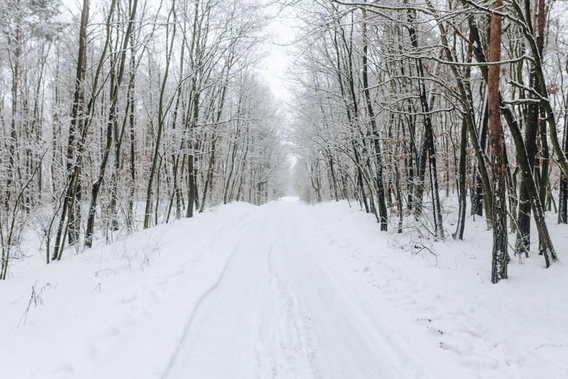 road, 5K, extreme weather, way, tranquil scene, snowing, bare tree, outdoors, path, covering, no people, beauty in nature, route, cold temperature, forest