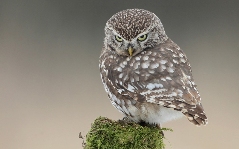 close-up, focus on foreground, copy space, day, white, one animal, portrait, bird of prey, animal wildlife, perching, bird, 1080P, looking at camera, owl
