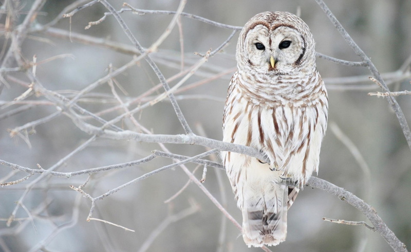 animals, feathers, 1080P, animal, white, winter, raptor, bird, owl, season, tree