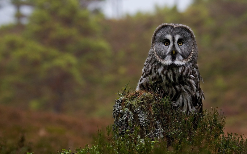 one animal, vertebrate, animal themes, no people, animal head, land, white, animal, day, nature, outdoors, portrait, owl, tree, looking at camera, bird