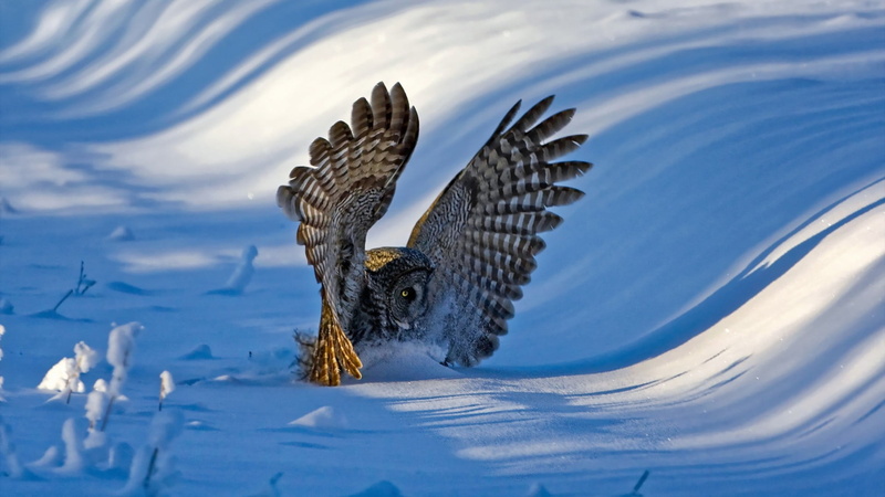 bird, water, wings, bird of prey, animals, landscape, animal wildlife, nature, hills, day, spread wings, sunlight, winter, swimming, lake, animal themes