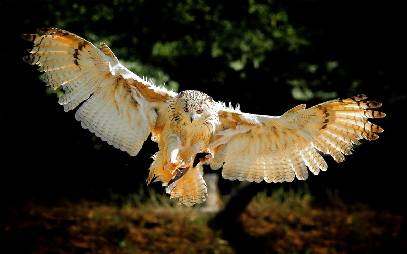 1080P, Bird, Flight, Wings, Owl