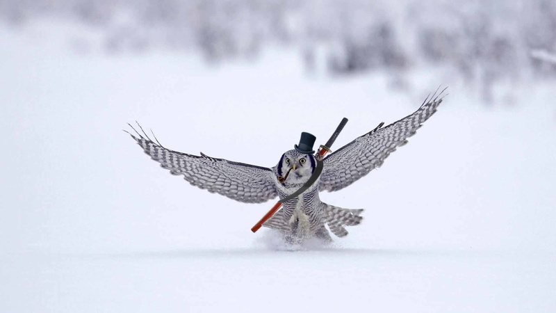 photo manipulation, aggression, snow, bird, flying, vertebrate, snowing, day, animal themes, gray, winter, humor, spread wings, animal, beauty in nature