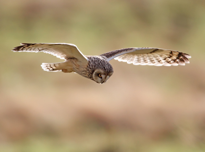 Nature, tawny owl, wingspan, owl, Bird, Birds, wings, flight, 1080P, tawny