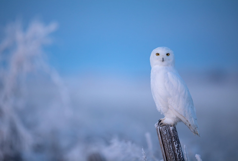 1080P, owl, polar, post, blue background, winter, frost, snowy owl, bird
