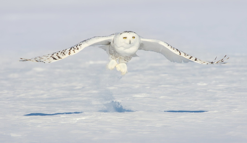 Snow, Owl, Bird, 1080P, Snowy Owl, Birds, Wildlife