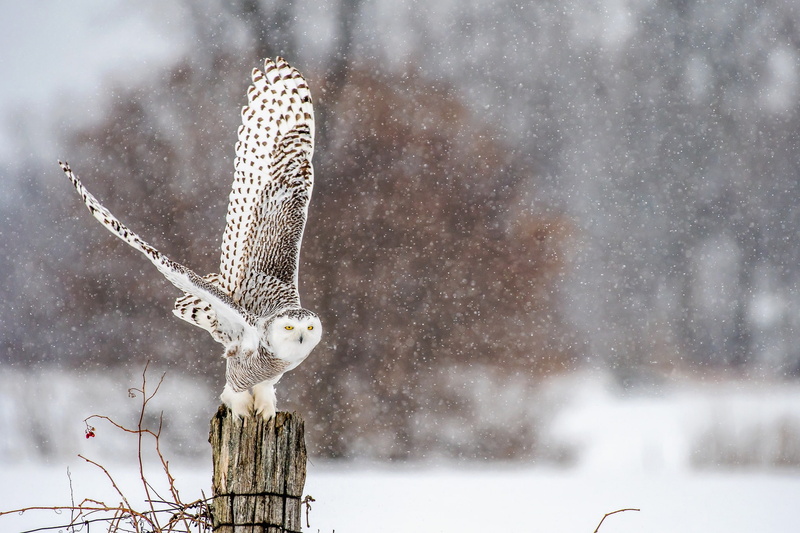 depth, field, snowfall, wildlife, bird, snowy, 1080P, owl, winter