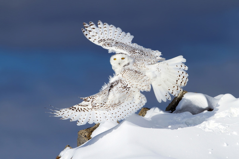 wings, snowy owl, snow, winter, owl, 1080P, white owl