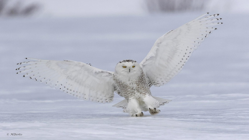 animal themes, snow, outdoors, animal wildlife, no people, cold temperature, vertebrate, 1080P, owl, animals in the wild, winter, day, nature, spread wings