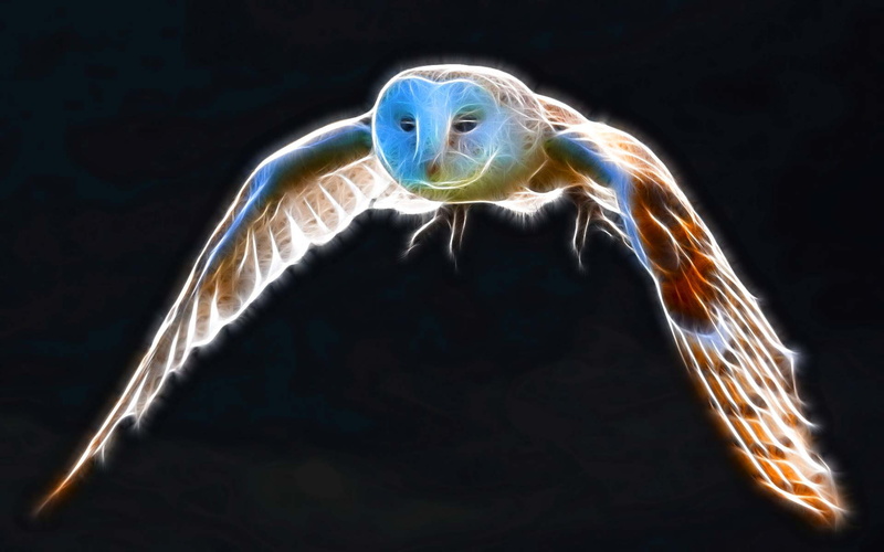 wing, animals, snowy, flight, sparkle, Bird, birds, 1080P, art, owl, snowy owl, hd, fractalius