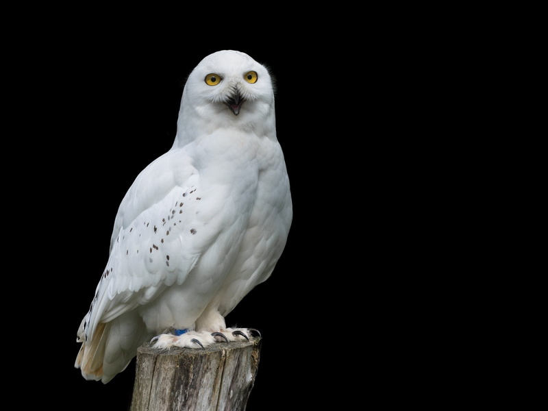 parrot, bird of prey, one animal, close-up, Bird, Snowy Owl, cut out, black background, 1080P, perching, indoors, no people, animal themes, nature, animal wildlife