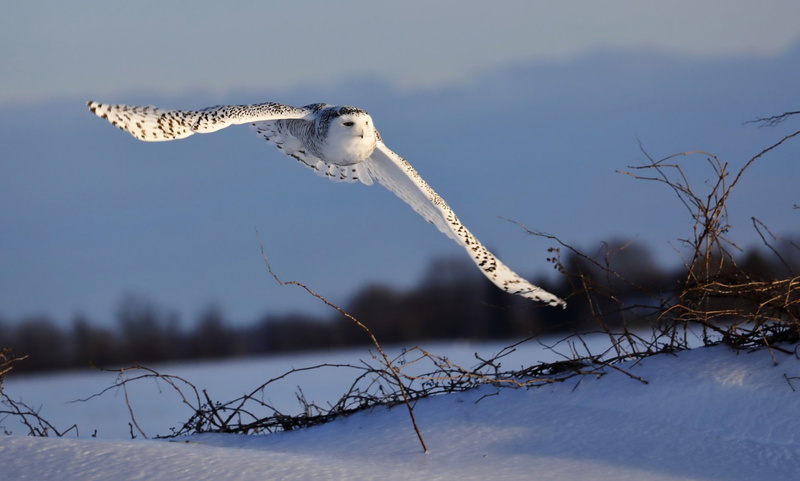 1080P, Birds, Snow, Bird, Owl, Wildlife, Snowy Owl