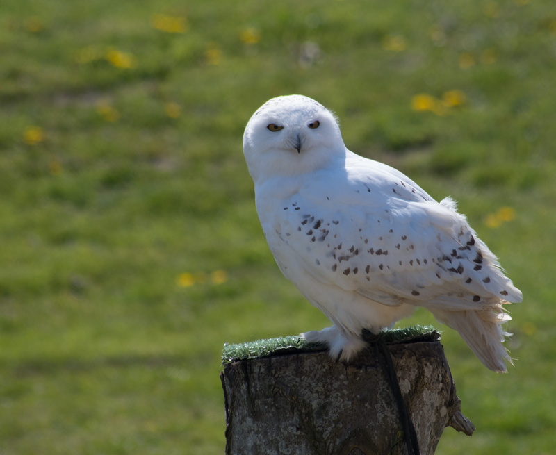 barn, animals in the wild, wood - material, bird, perching, wooden post, black, bird of prey, owl, white color, 2K, white, animal, animal themes, snowy owl