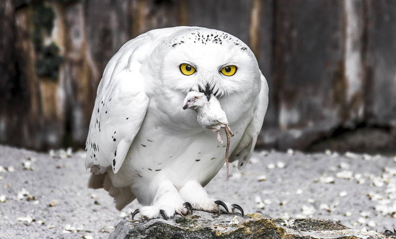 focus on foreground, eagle, portrait, bird, close-up, 1080P, animal wildlife, bird of prey, owl, animals in the wild, vertebrate, white owl, rock - object