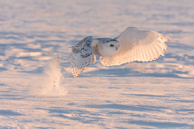 Snow, Bird, 1080P, Owl, Birds, Wildlife, Snowy Owl