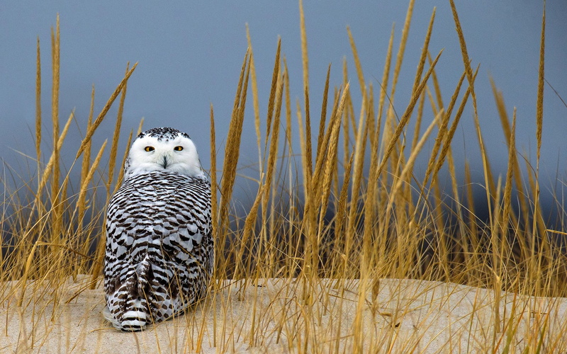 Bird, Birds, Snowy Owl, 1080P