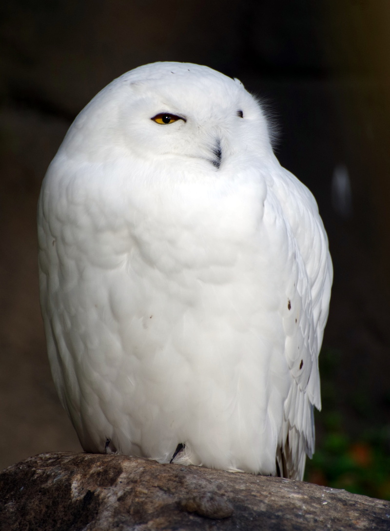day, outdoors, eagle, white, parrot, snowy owl, one animal, close-up, animal wildlife, no people, white color, full length, animal, plumage, focus on foreground