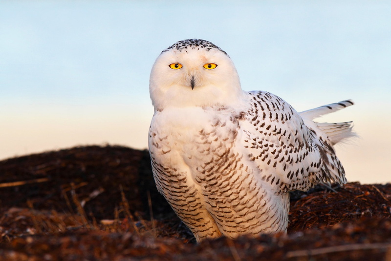 looking at camera, no people, bird of Prey, one animal, hawk - Bird, day, white, eyes, brown, outdoors, animal wildlife, carnivore, vertebrate, snowy owl